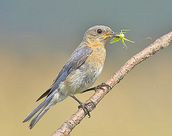 Eastern Bluebird with a snack