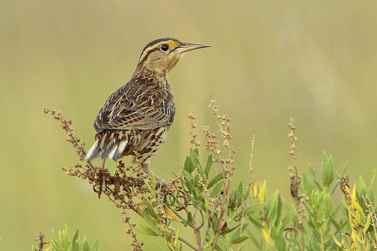 Eastern Meadowlark ID, Facts, Diet, Habit & More Birdzilla