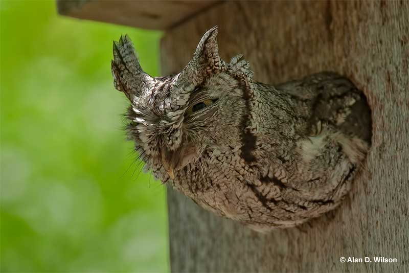 Eastern Screech Owl peeking out of its nest