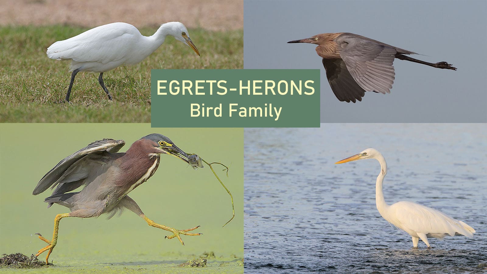 Egrets, Herons and Similar Bird Families