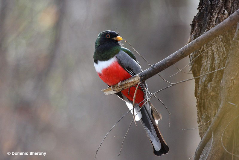 Elegant Trogon has a red chest and underbelly