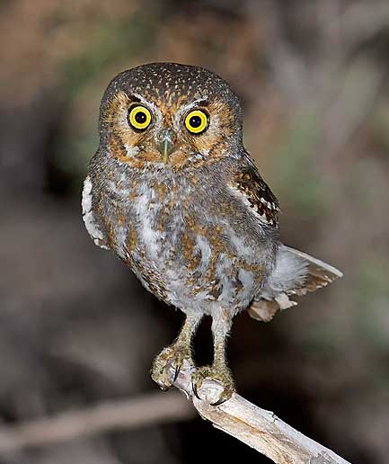 Elf Owl