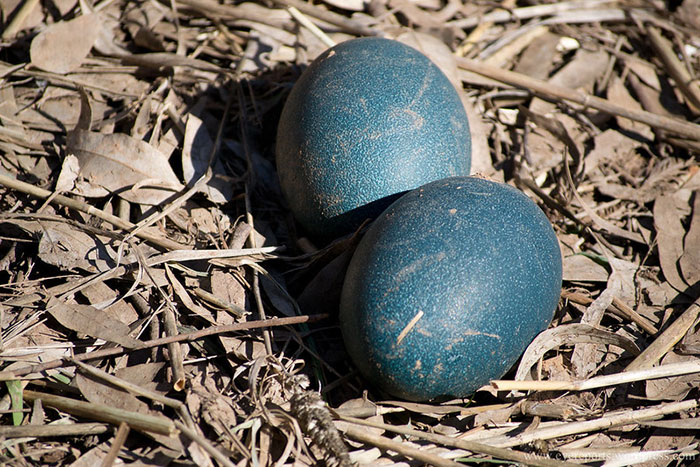 Emu eggs