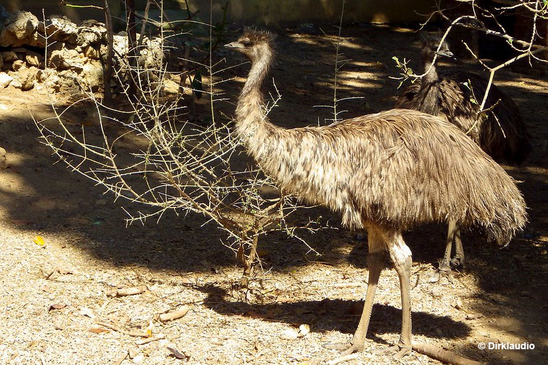 Emu