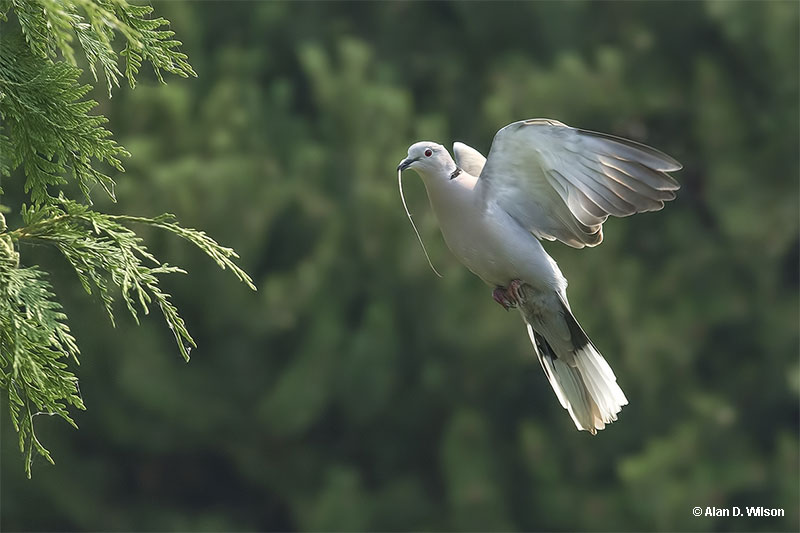 Eurasian Collared Dove building a nest