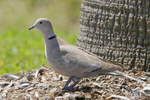Eurasian Collared Dove Id Facts Diet Habit And More Birdzilla 
