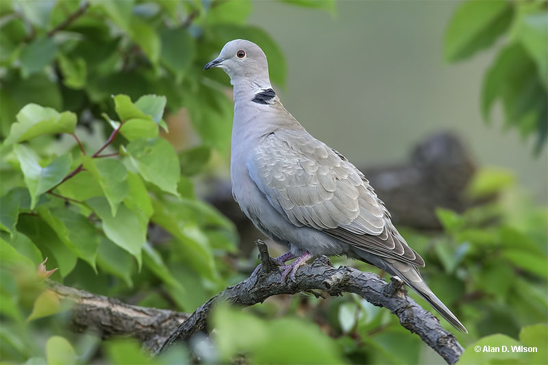Eurasian Collared Dove identification