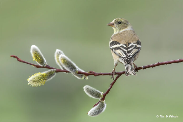 Female Goldfinch Identification, Lifecycle & More