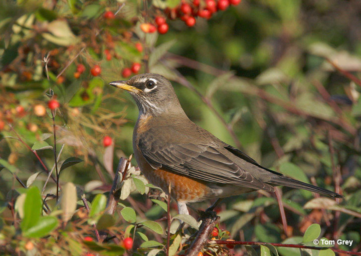 Female American Robin