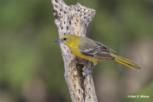 Orius Female Female Oriole – Facts & Identification (Male vs Female)