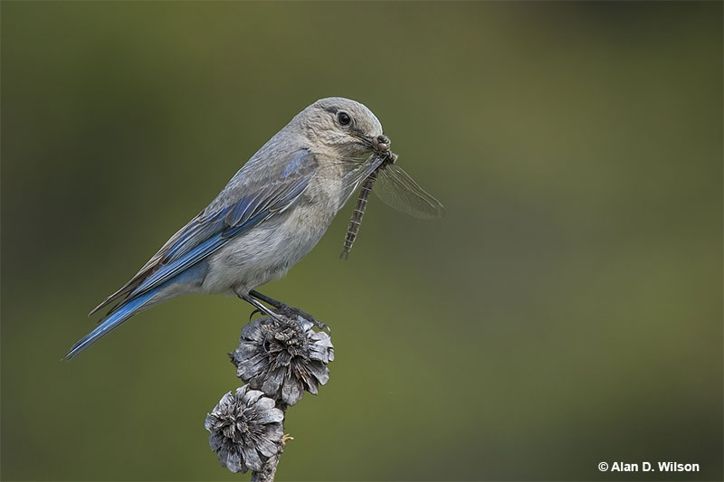 What do bluebirds eat?