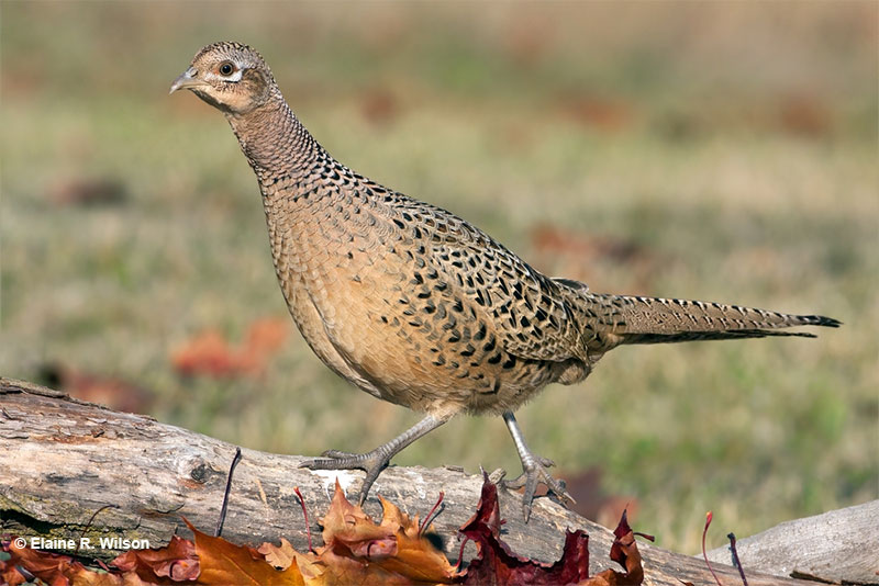 Female Pheasant