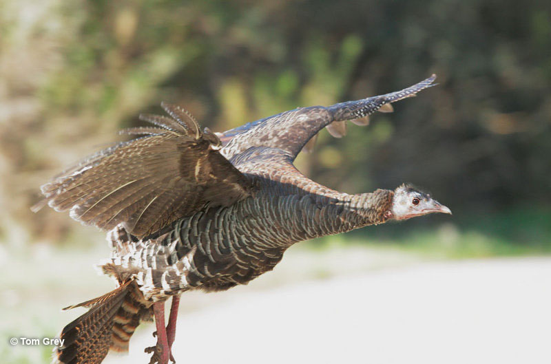 Female Turkey flying