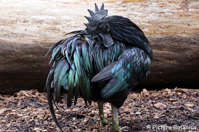 Delaware State Bird Delaware Blue Hen [History & ID]