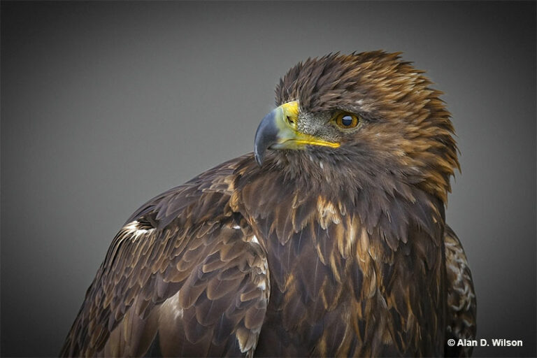 Golden Eagle ID, Facts, Diet, Habits & More Birdzilla