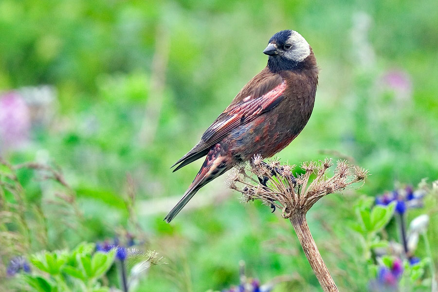 Gray Crowned Rosy Finch Bird