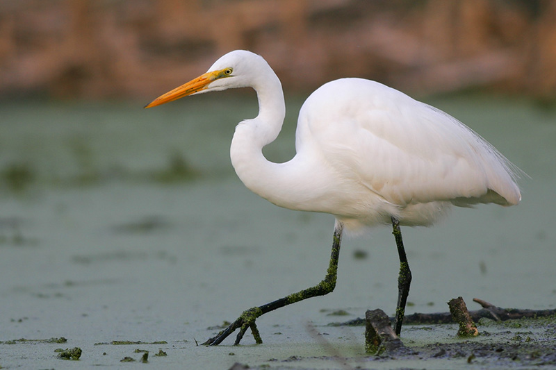 Great Egret is a common bird in Texas