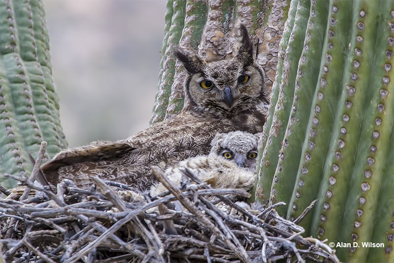 Great Horned Owl's nest