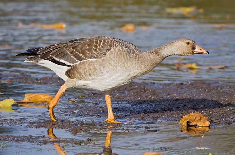 Telling the age of geese is virtually impossible, unless they are juveniles