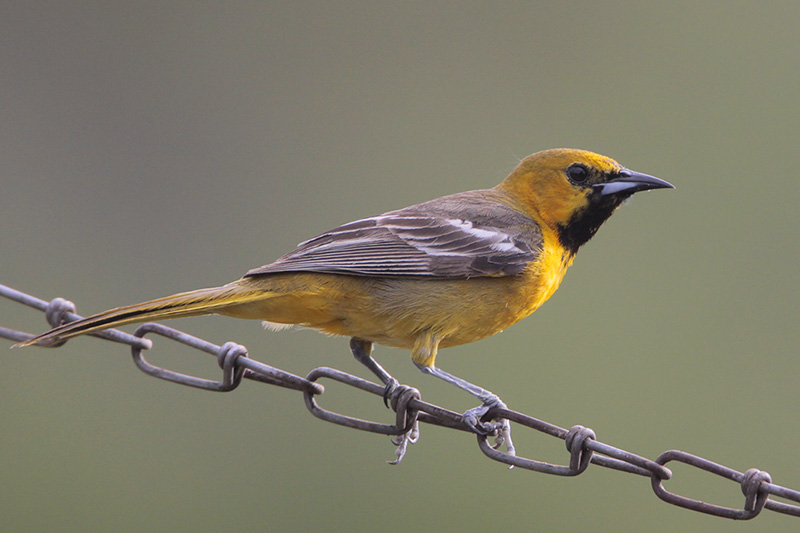 Young Hooded Oriole