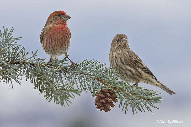 Types of Finches in the United States