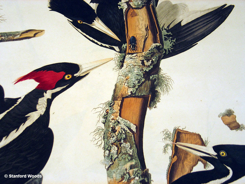 Ivory-billed Woodpeckers are thought to be extinct