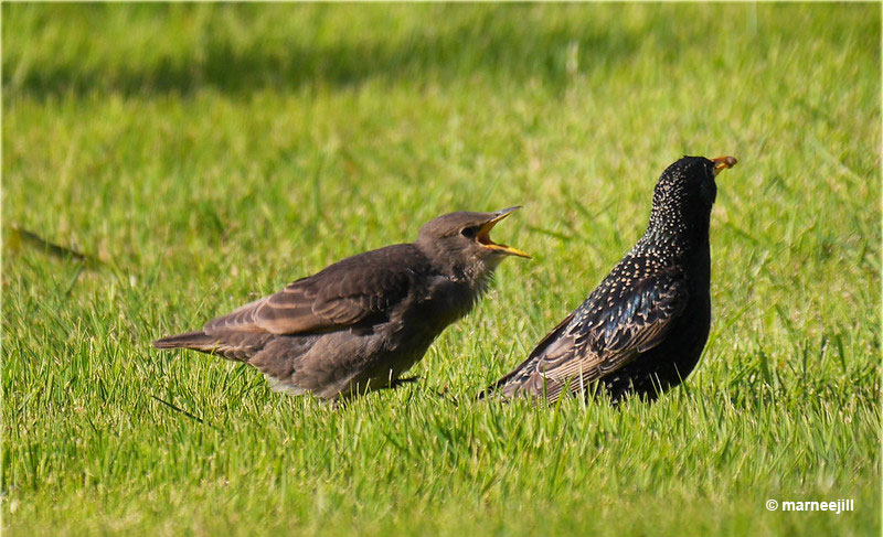 Juvenile Starling with its mother