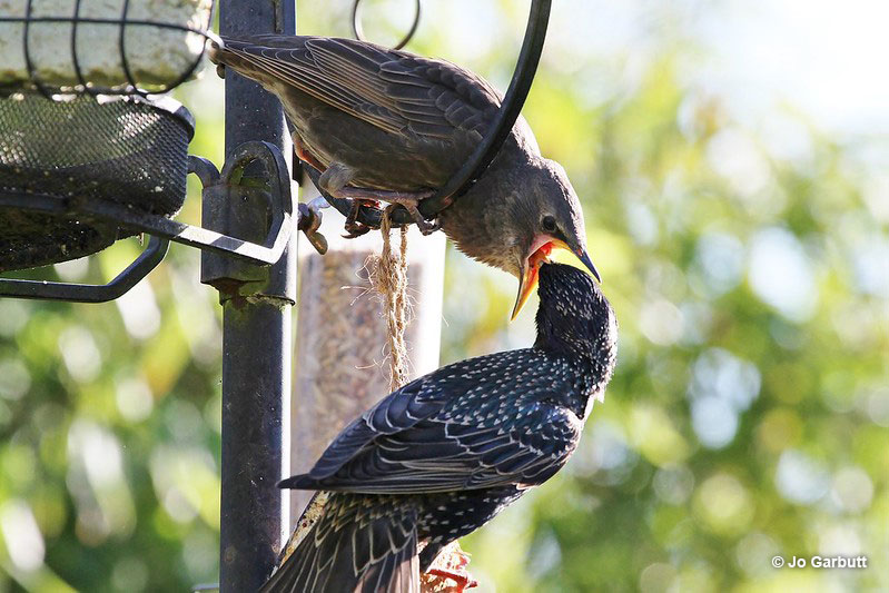 Juvenile starling eating