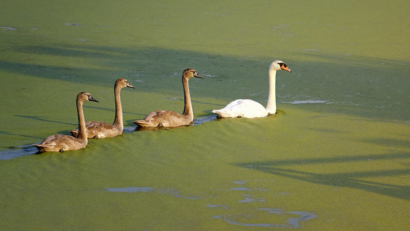 Juvenile Swans with their mother