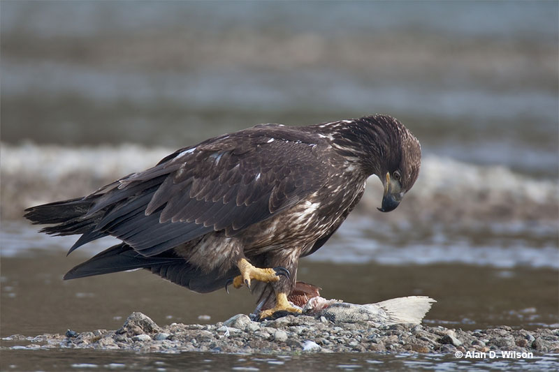 Juvenile bald eagle enjoying a meal