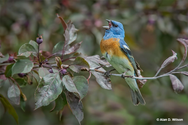 The Lazuli Bunting appears blue