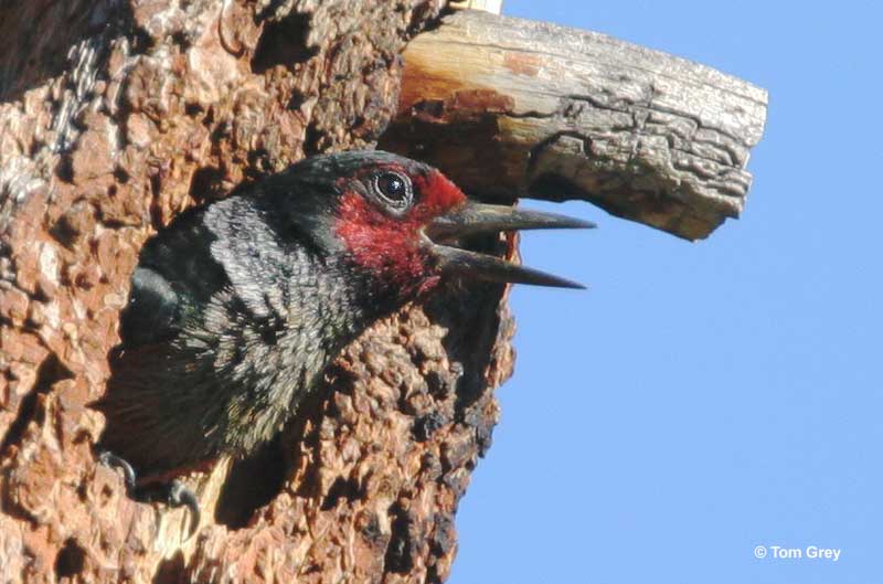 Lewis's Woodpecker