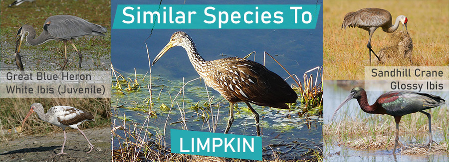 Limpkin Similar Species
