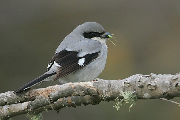 Loggerhead Shrike