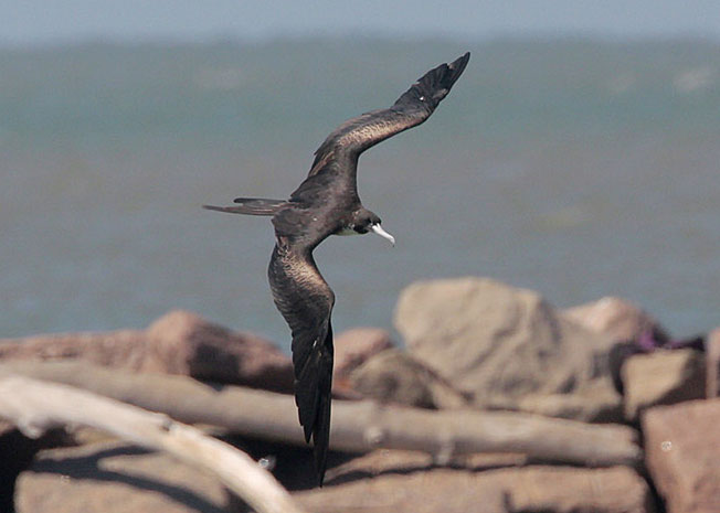 despite their size, Magnificent Frigatebirds are some of the fastest flying birds
