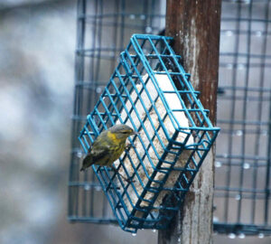 Suet Feeder