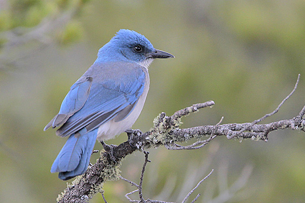Mexican Jay