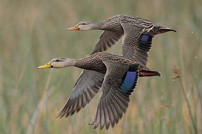 Mottled Ducks flying