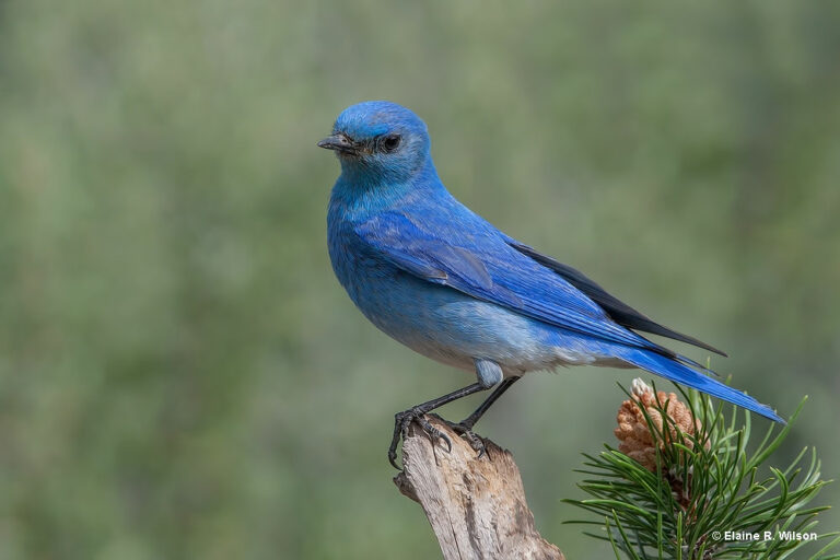 Bluebird Symbolism & Meaning Everything We Know