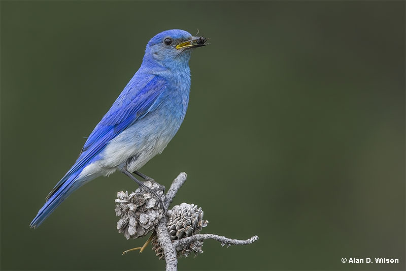 Mountain Bluebird With a snack
