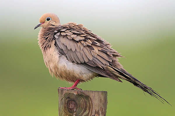 Mourning Doves can symbolize many things, including angels