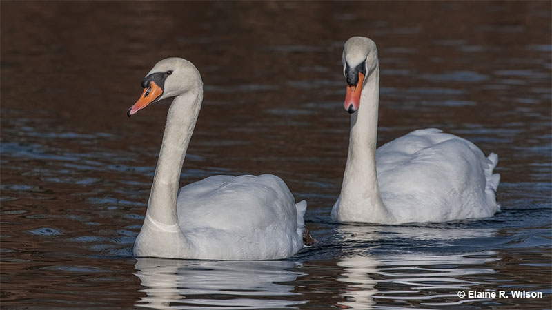 Male and female swans
