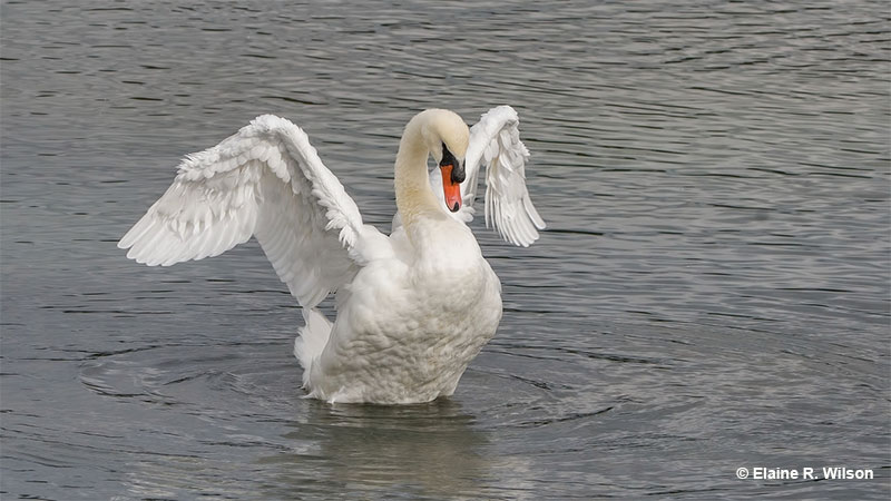 Mute Swan showing its aggressive side
