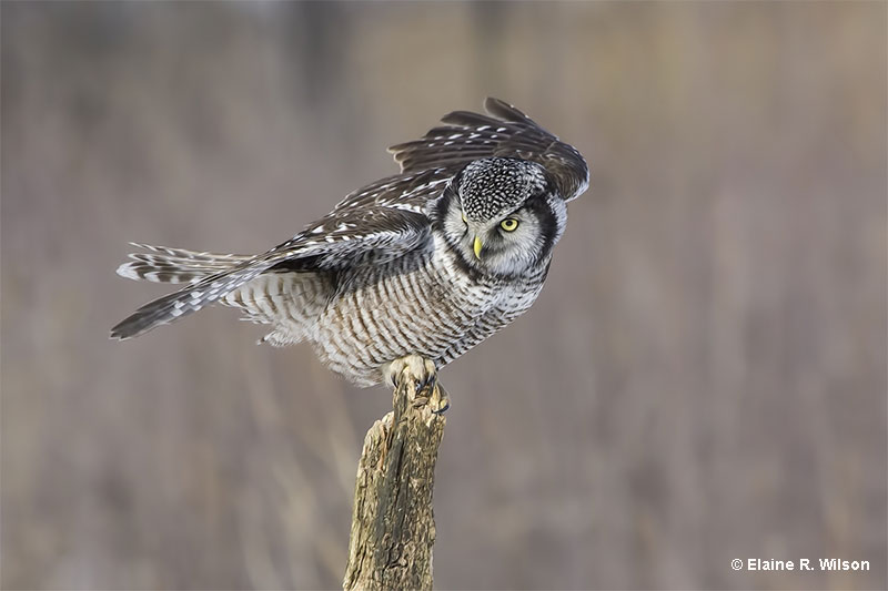 Owls are perhaps the best example with their heightened senses