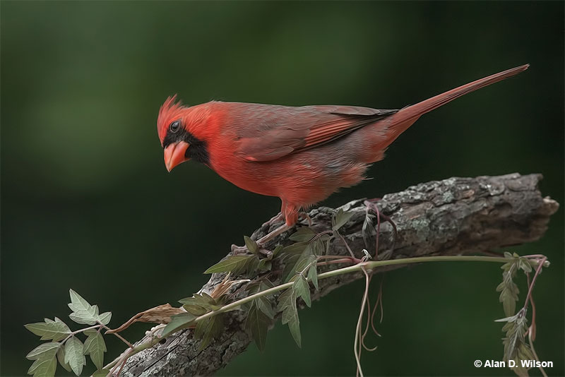 Cardinal peeking at something