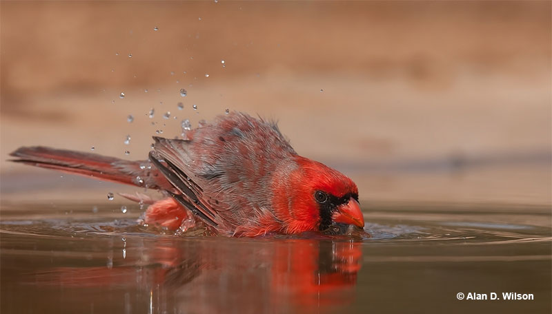 Red birds often symbolize love