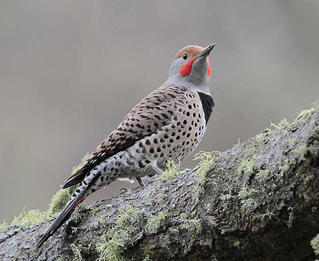 Northern Flicker a common bird in Virginia