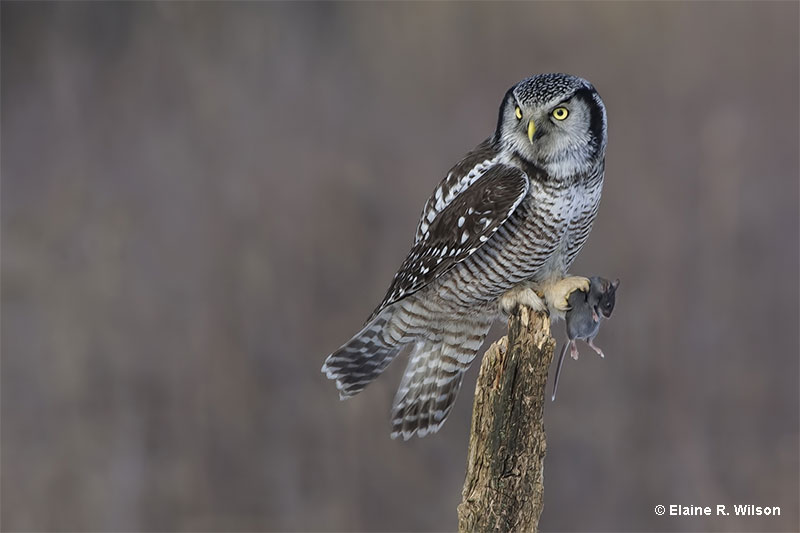 Northern Hawk Owl after a successful hunt