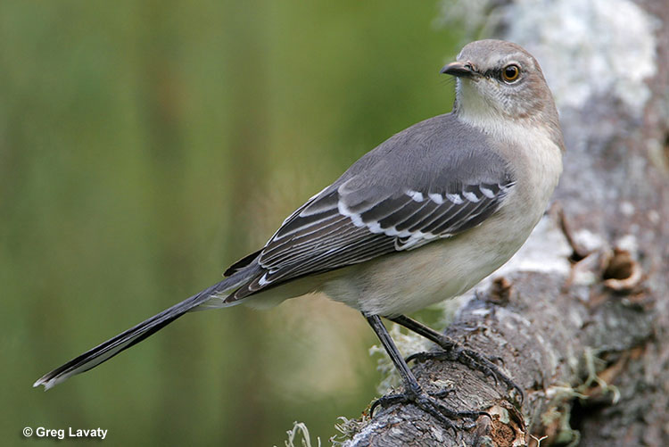 Northern Mockingbird is the state bird of Arkansas
