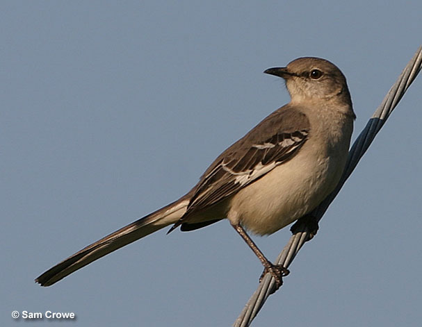 Northern Mockingbird is State Bird of Texas